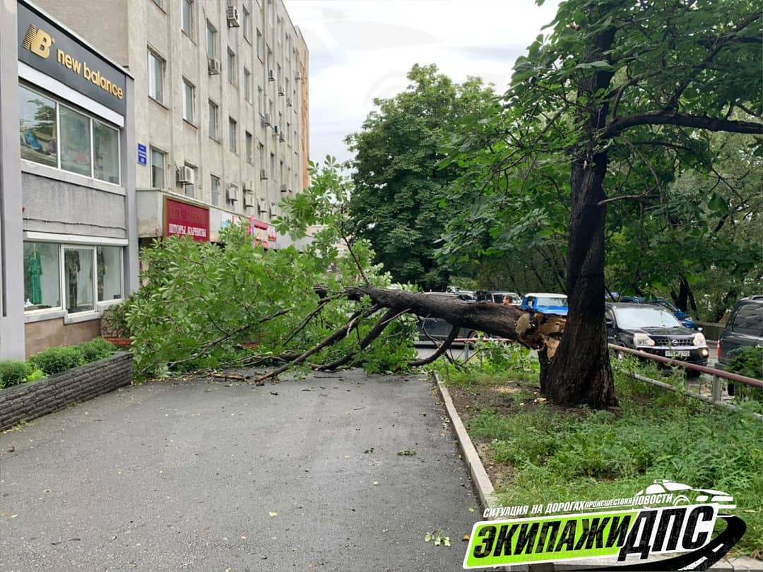 Сильный ветер валит деревья во Владивостоке | 03.09.2020 | Владивосток -  БезФормата