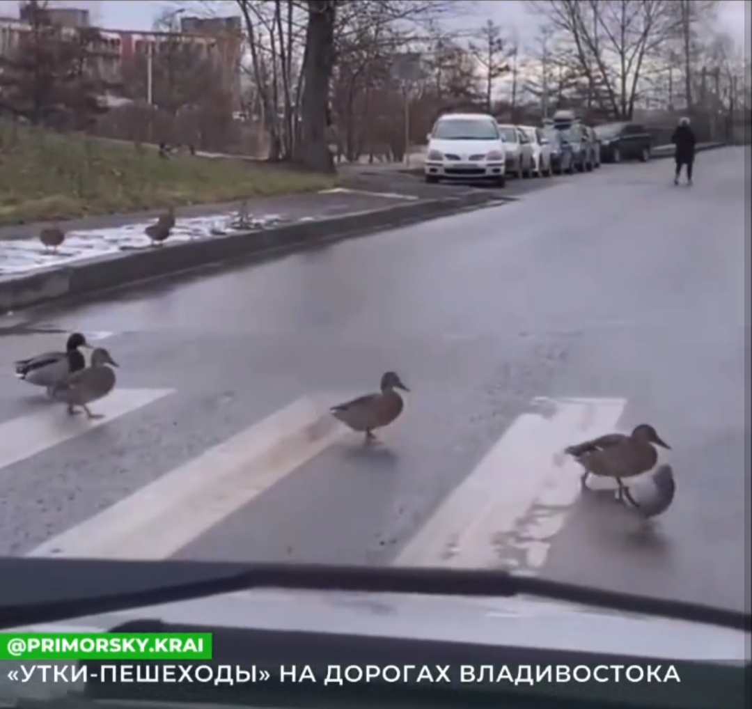 Экскурсовод по городу: во Владивостоке голубь проводит уток по зебре |  24.11.2021 | Владивосток - БезФормата