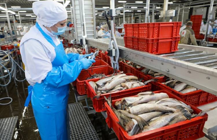 В канун Нового года в море работает более 60 рыбодобывающих судов Приморья