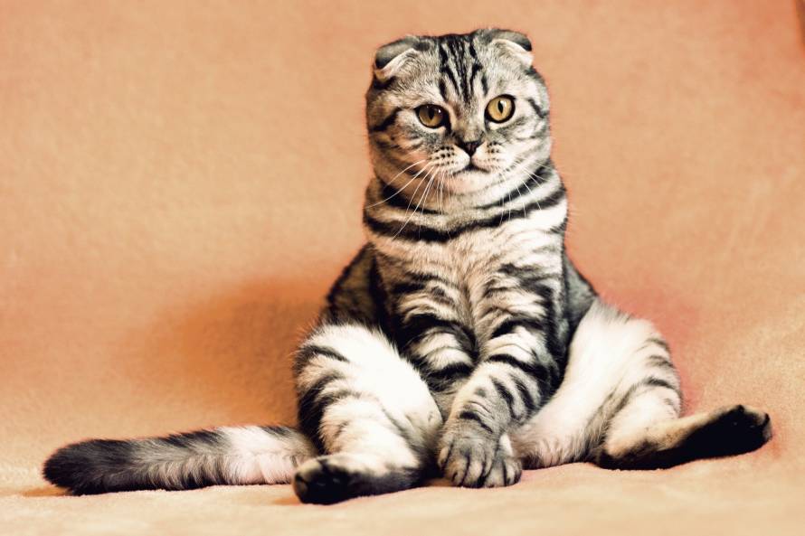 Учёные выяснили, что мозг кошек уменьшился из-за одомашнивания