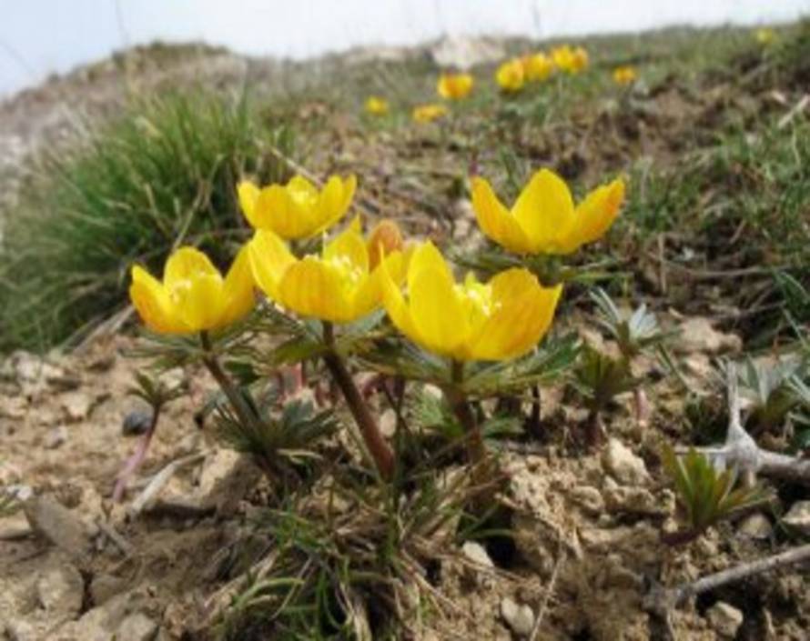 В цветке из Киргизии нашли вещества, уничтожающие раковые клетки