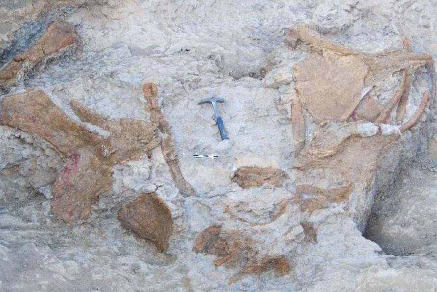 В Испании найдены останки титанозавра размером с два автобуса