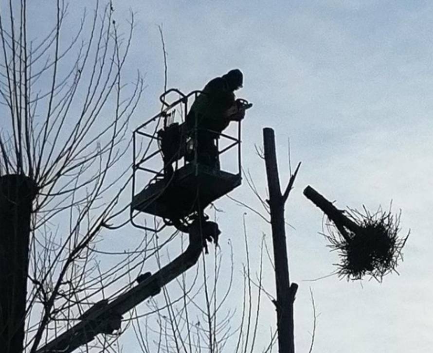 «Никакой человечности»: дерево с гнездом спилили в сквере Владивостока