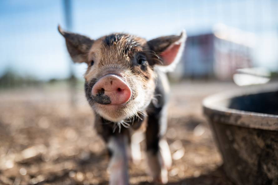 Учёные научились понимать хрюканье свиней