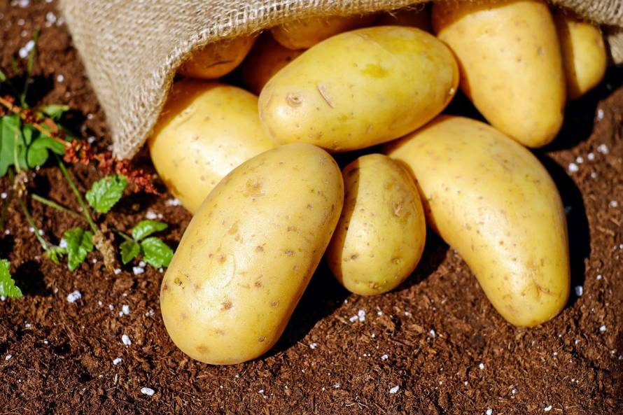 В Томске разработали способ выращивания картофеля, устойчивого к вирусам