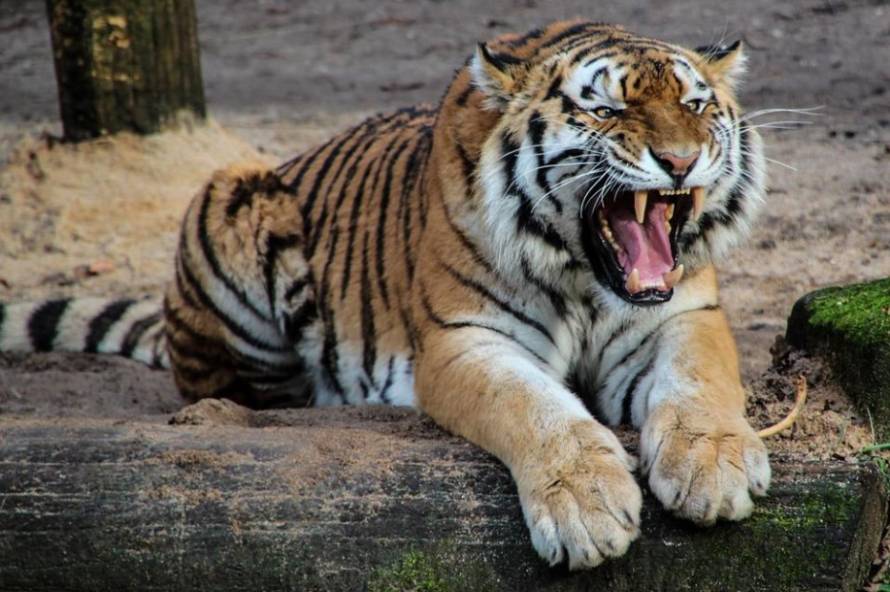 Фотоловушка запечатлела брачные ухаживания тигров в Уссурийском заповедники