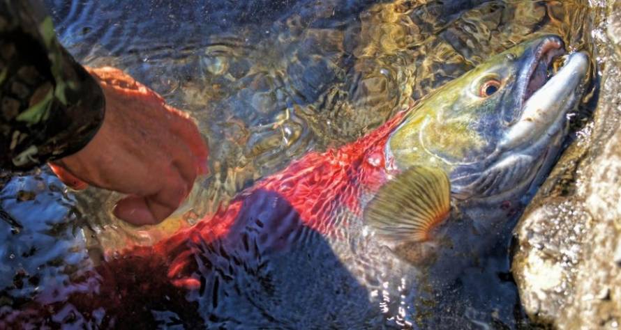 Приморские браконьеры промышляли незаконной ловлей красной рыбы