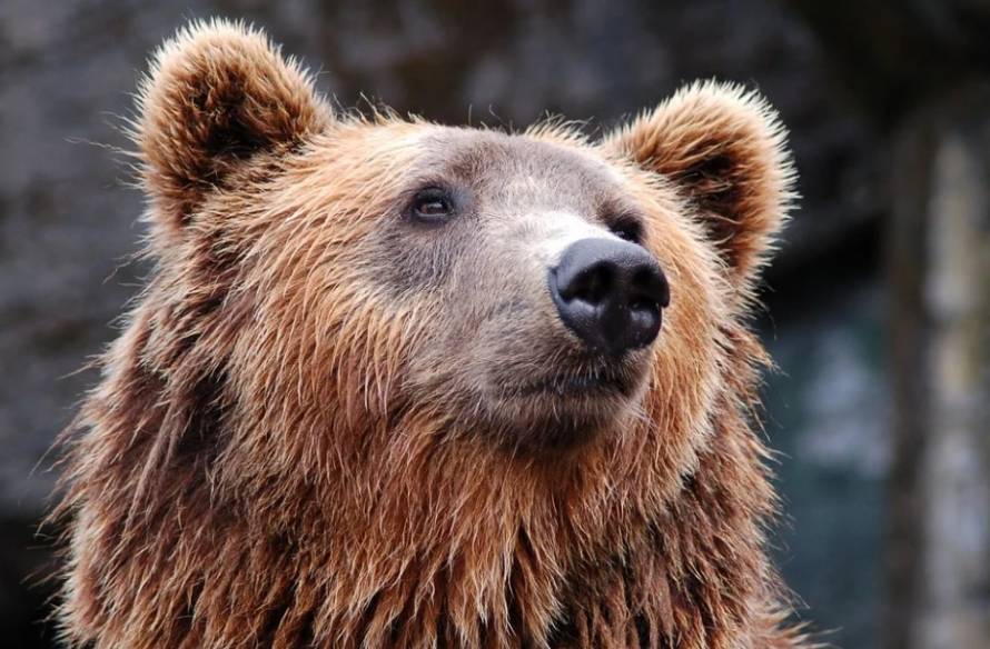 Огромного бурого медведя обезвредили в центре Лесозаводска