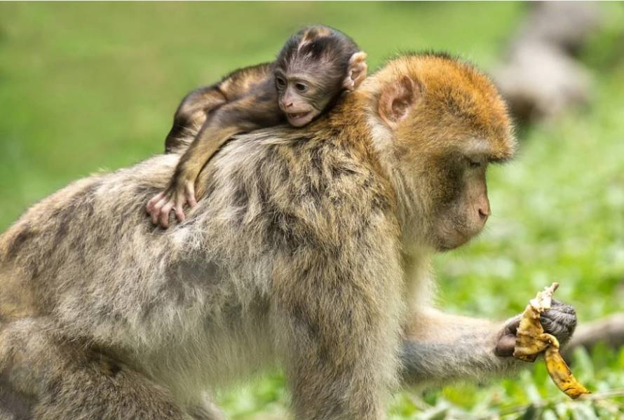 О мерах против оспы обезьян рассказали в Роспотребназдзоре Приморья