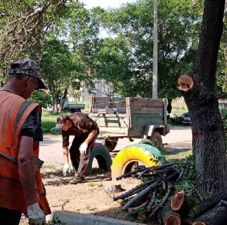 Конфликт из-за спиленных деревьев возник в одном из районов Уссурийска