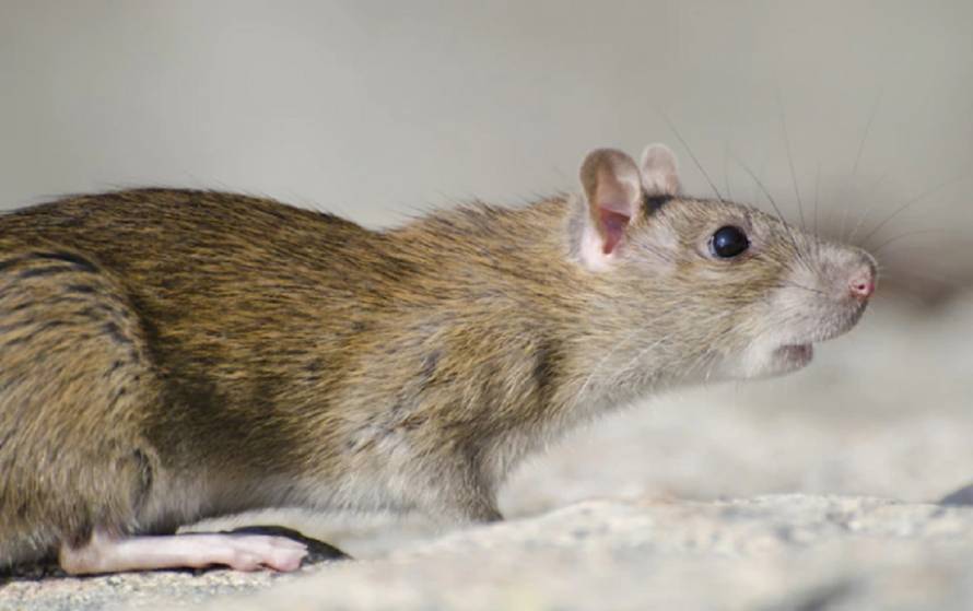 Специалисты рассказали, как и чем травят крыс во Владивостоке