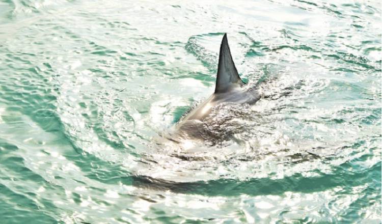 В ней метра три: рыбаки снова заметили акулу в Приморье