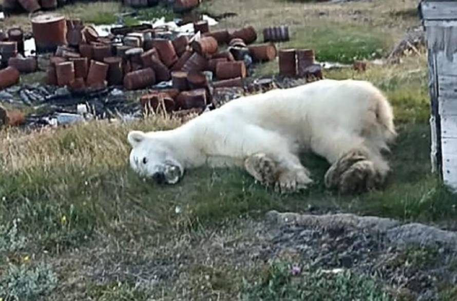 В Заполярье в пасти белого медведя застряла банка со сгущенкой