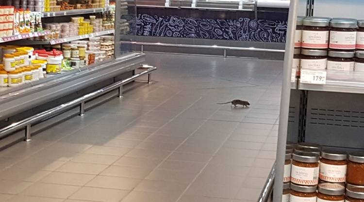 «Жуть какая»: очередную крысу заметили в популярном ТЦ Владивостока