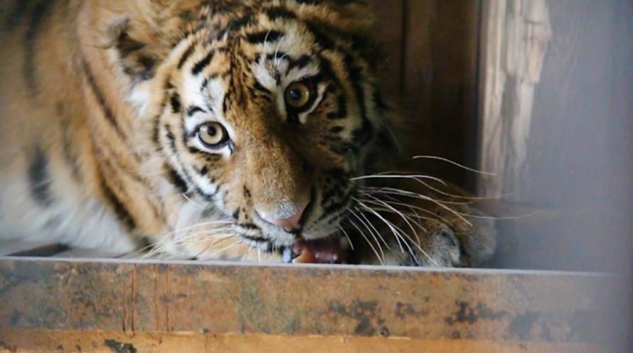 Приморская тигрица улетела на ПМЖ в Москву