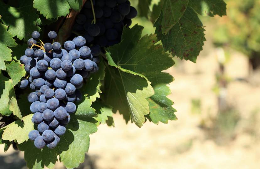Диетолог рассказала, для кого вреден виноград