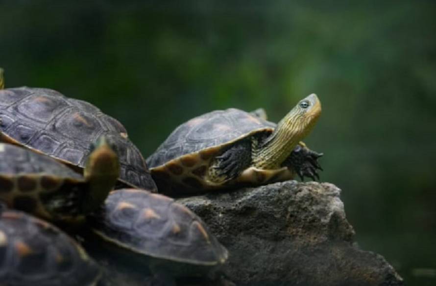 «Золотая черепаха» открылась во Владивостоке