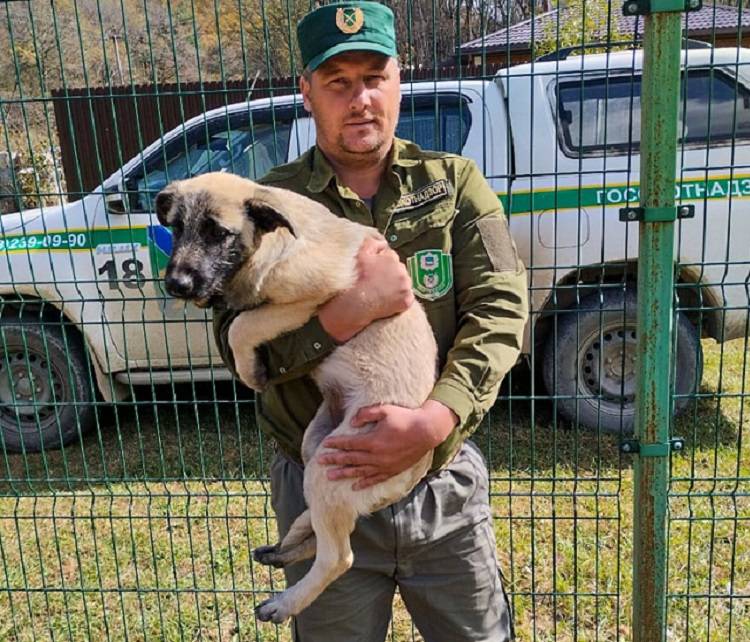 В Приморье владельцы собак, съеденных тигром, получили компенсацию