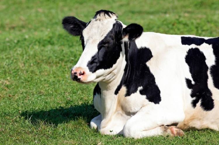 Вирус лейкоза крупного рогатого скота обнаружен у двух коров в Приморье
