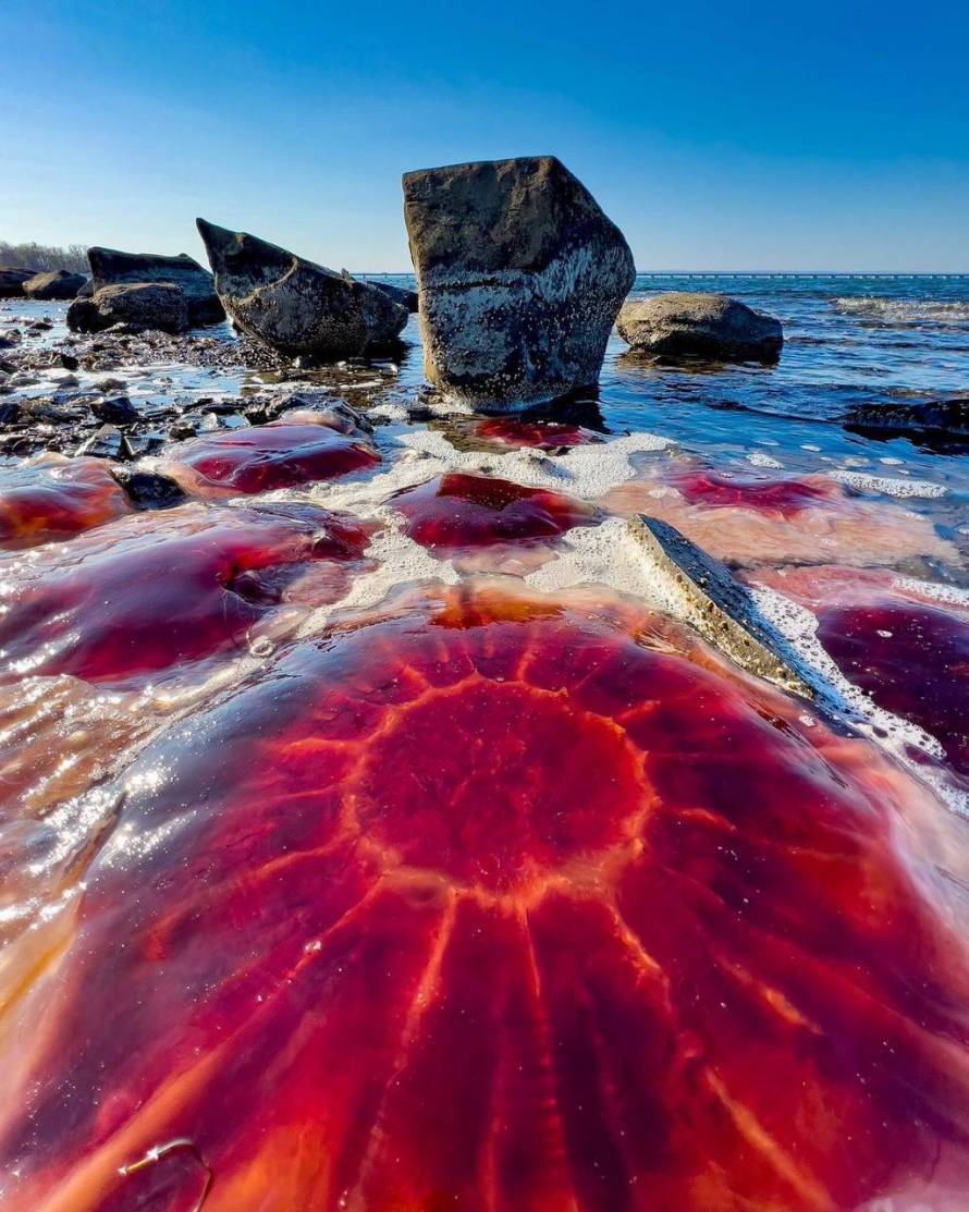Яркие медузы усеяли берег в Приморском крае