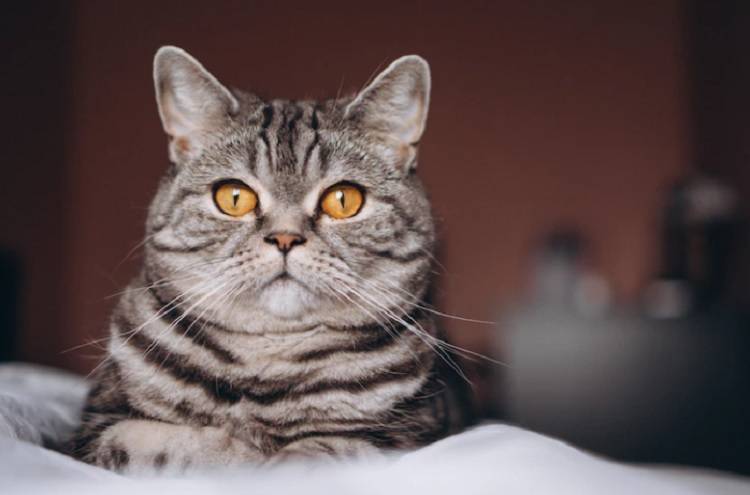 Ветеринары обнаружили редчайшего бесполого котенка