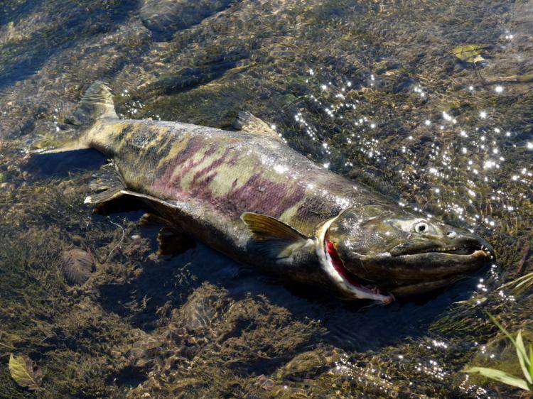 В октябре инспекторы рыбоохраны спасли больше 800 кг рыбы в Приморье