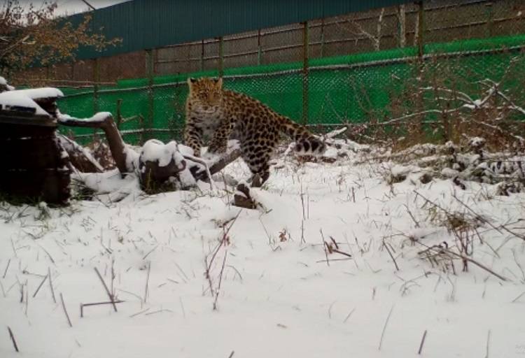 Спасенный котенок леопарда в Приморье встретил свой первый снег