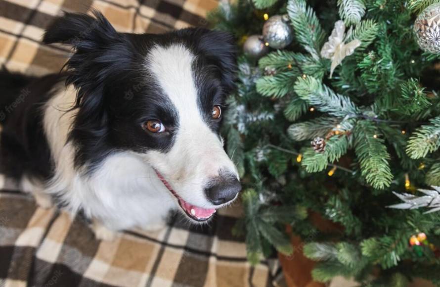 Кинолог: «Владельцам собак лучше выбирать искусственные елки»