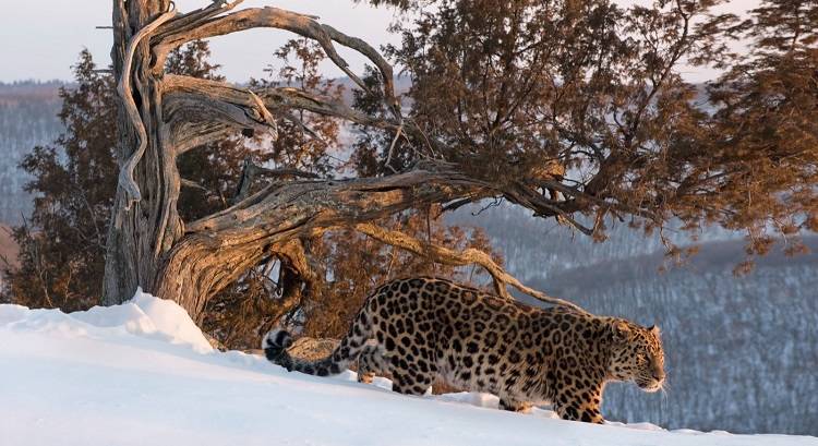 Дальневосточного леопарда искусственно расселят в Уссурийском зоопарке