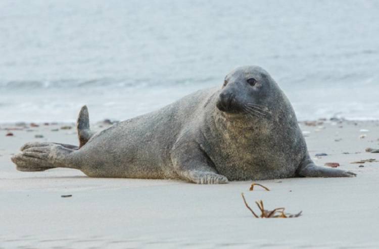 На берегу Каспия обнаружили туши восьми краснокнижных тюленей