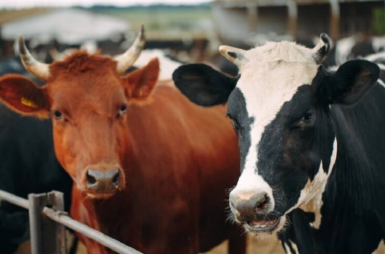 В Китае впервые клонировали корову высокопродуктивной молочной породы