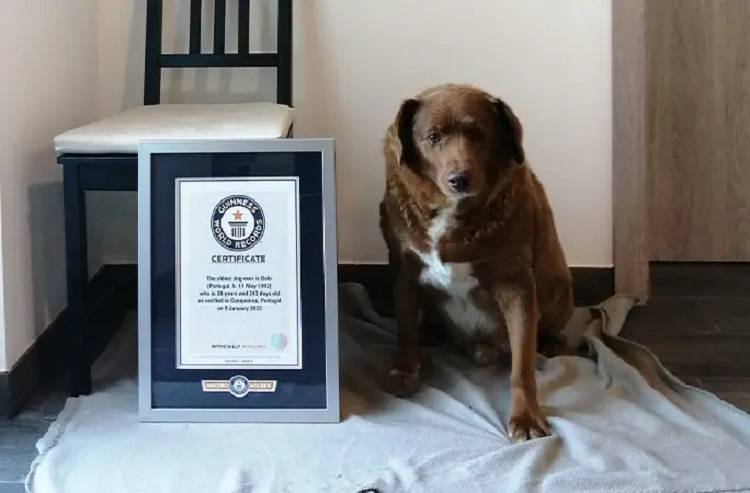 30-летний пес из Португалии попал в Книгу рекордов Гиннесса