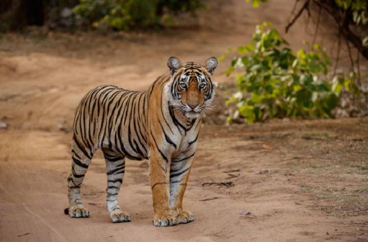 В Хабаровском крае тигр съел сахалинского охотника