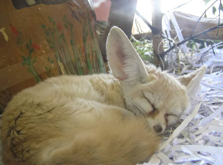 В зоопарк Екатеринбурга привезли самую маленькую в мире лису