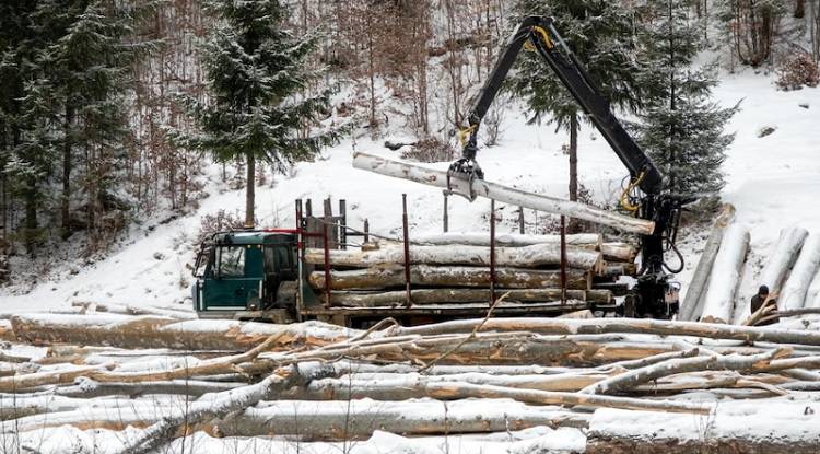 Более 182 тысяч кубометров лесоматериалов отправлено на экспорт в Приморье