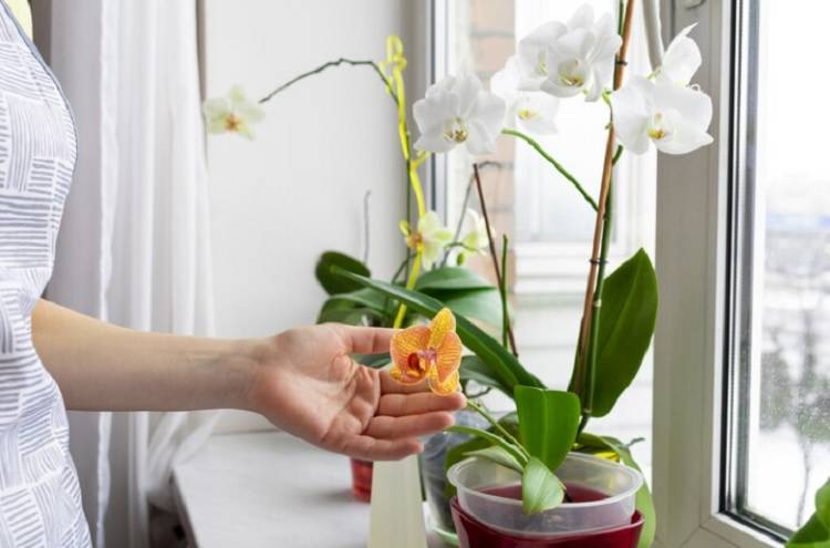 Любителям редко поливать цветы стоит завести дома кактус или орхидею