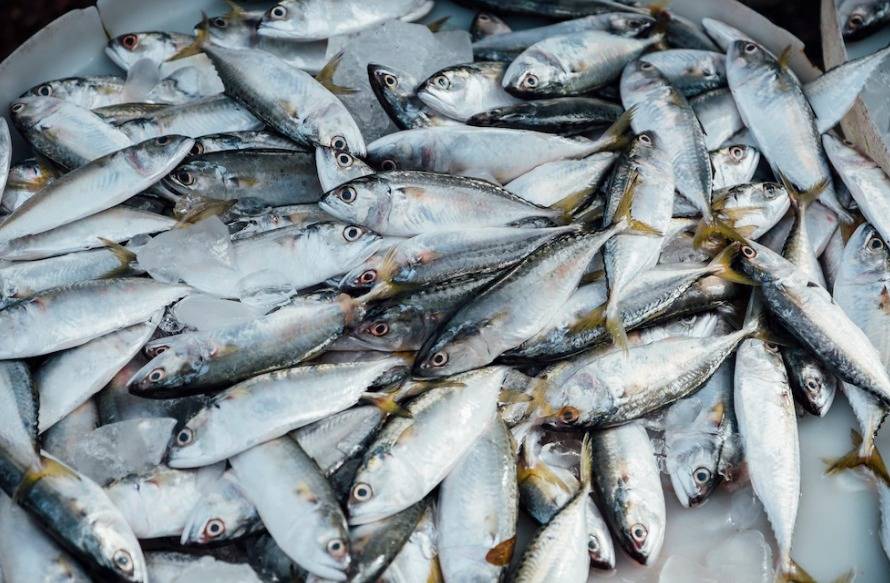 Более 35,2 тысяч тонн выловленной рыбы находится в хранилищах Приморья