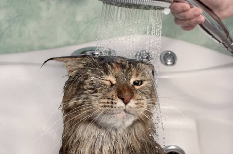 «Моем, моем трубочиста»: ветеринары рассказали, нужно ли купать котов