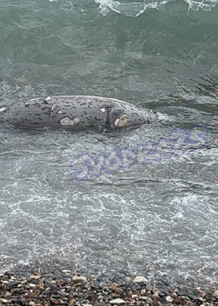 Труп морского животного прибило к берегу популярного пляжа Владивостока