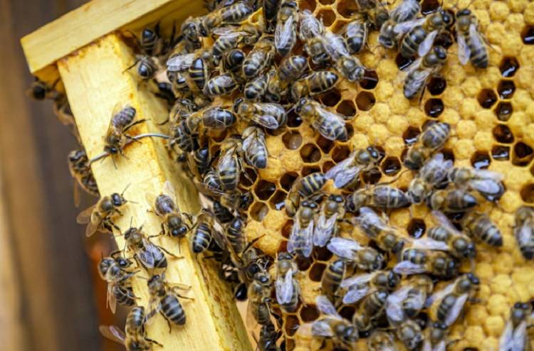 В Приморском крае отметят Всемирный день пчел