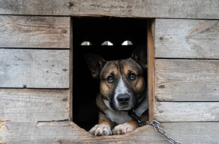 В Хабаровске живодер заживо сжег дворовую собаку в будке
