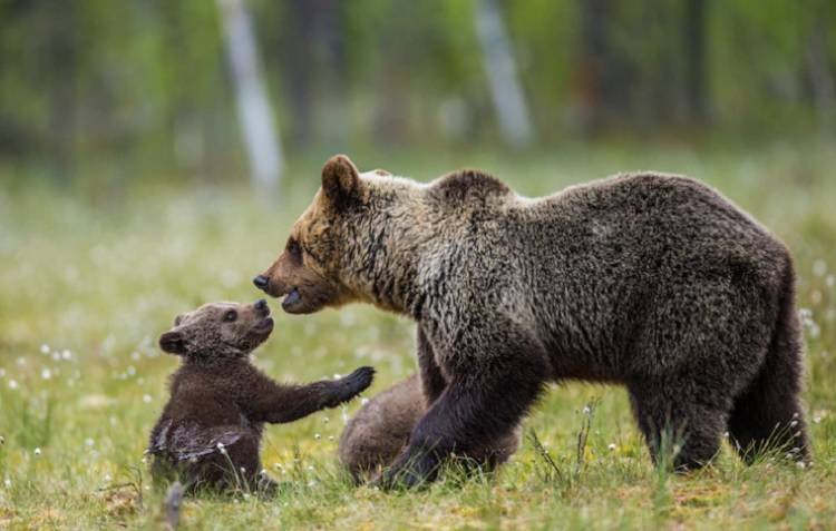 Медведицу с полуторагодовалым детенышем ликвидировали в Магадане