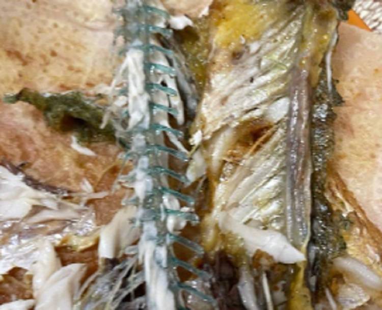 Необычную рыбу с зелеными костями поймали в Приморском крае