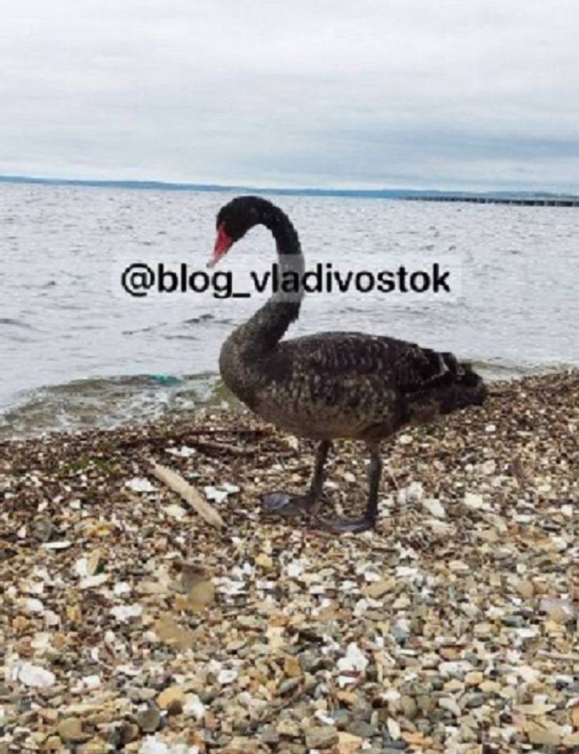 Черного лебедя повстречали граждане в пригороде Владивостока