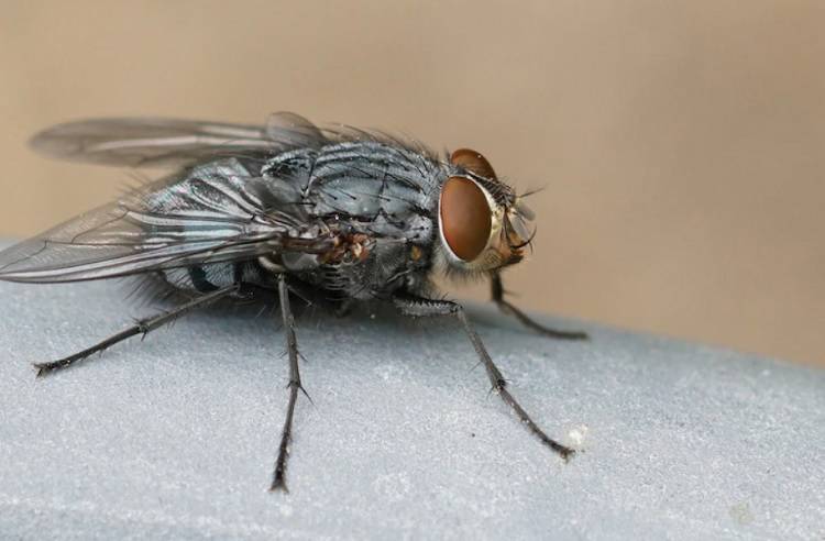 Опасная муха-горбатка обнаружена в продукции из Республики Корея в Приморье