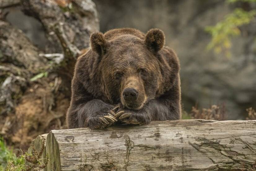 В Приморье застрелили медведя, задравшего рыбака