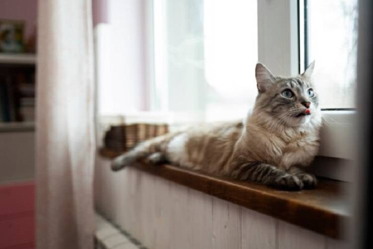 В Екатеринбурге кот примерз хвостом к окну