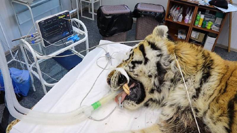 Тигр в Приморье стал конфликтным по вине человека