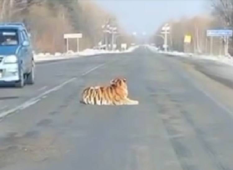 Самка амурского тигра безмятежно лежала на дороге