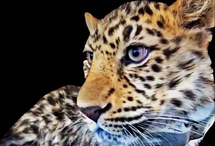Спасенный леопард проделал большое путешествие в Приморье